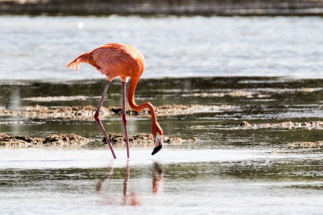 Flamingos auf dem Fluss