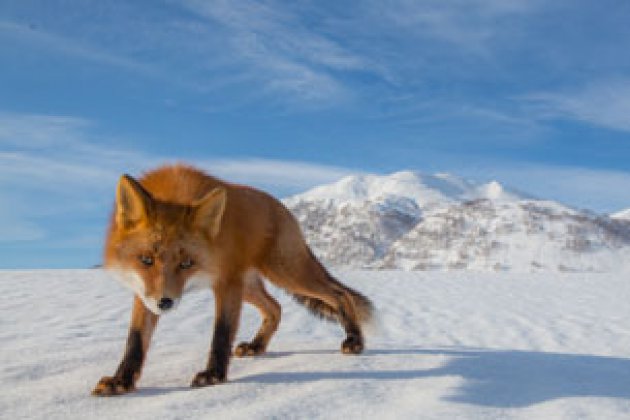 Fuchs in der Schneelandschaft vom Naturreservat